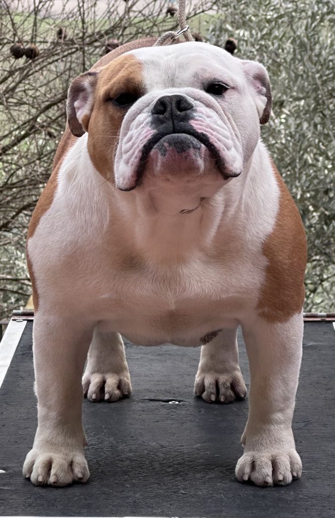 ALLEVAMENTO BULLDOG INGLESI BUCK AND SONS AMERICAN GIRL GIGIA