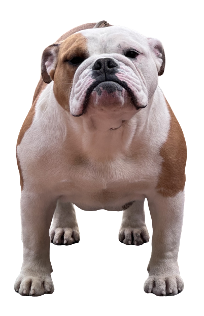 ALLEVAMENTO BULLDOG INGLESI BUCK AND SONS AMERICAN GIRL GIGIA