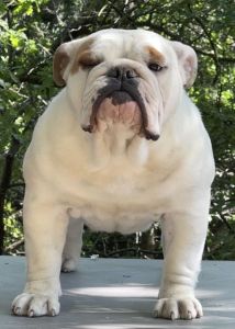 ALLEVAMENTO BULLDOG INGLESI BUCK AND SONS AMERICAN PIE