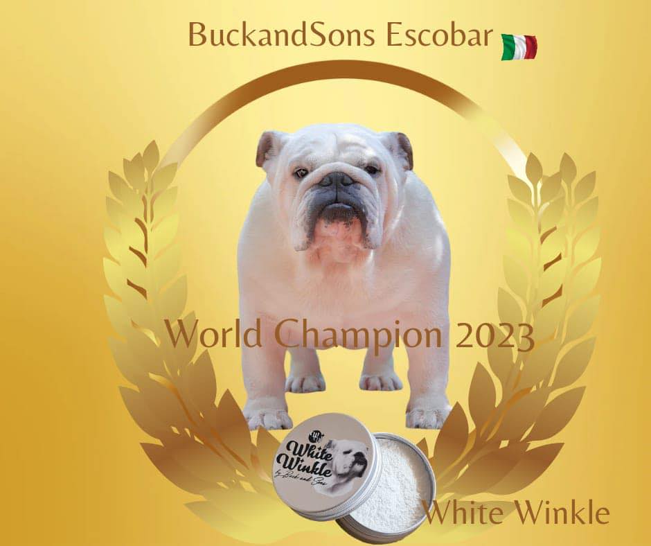 allevamento buckandsons bulldogs escobar koby campione del mondo 2023