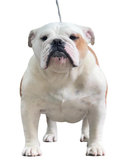 allevamento bulldog inglesi buckandsons bulldogs america chicca