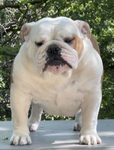 allevamento bulldog inglesi buckandsons bulldogs america chicca