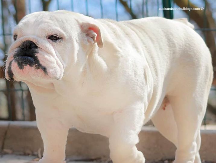 allevamento bulldog inglesi buck and sons la bella e la bestia