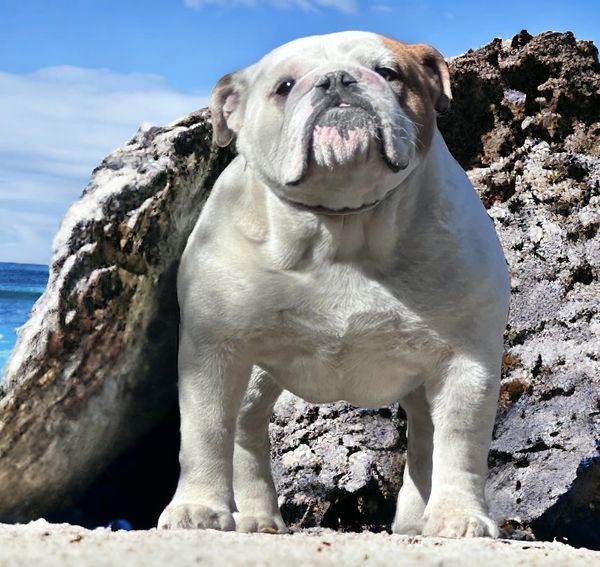 ALLEVAMENTO BULLDOG INGLESI BUCKANDSONS BULLDOGS TAVULLIA