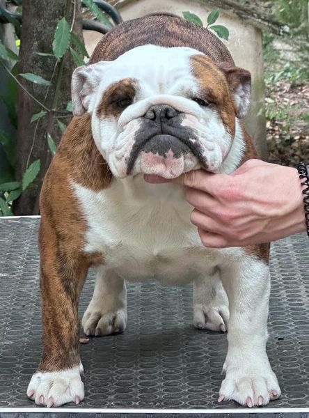 ALLEVAMENTO BULLDOG INGLESI BUCKANDSONS BULLDOGS TAVULLIA