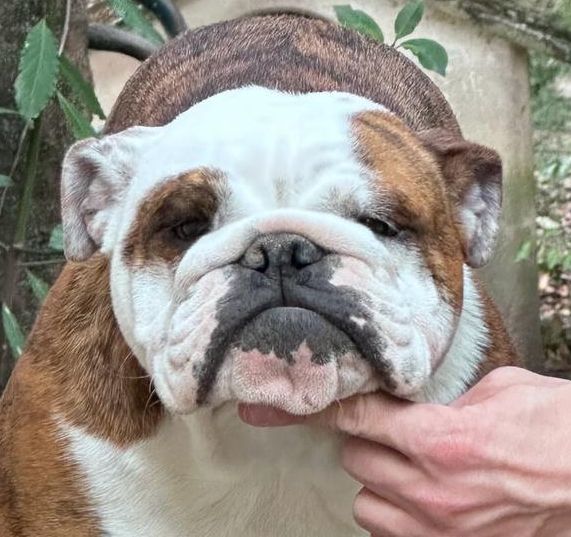 ALLEVAMENTO BULLDOG INGLESI BUCKANDSONS BULLDOGS TAVULLIA