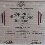 ALLEVAMENTO BULLDOG INGLESE-BUCK AND SONS- TITOLO CAMPIONE ITALIANO-