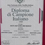 ALLEVAMENTO BULLDOG INGLESE-BUCK AND SONS- TITOLO CAMPIONE ITALIANO-