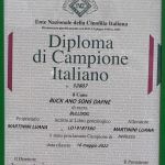 ALLEVAMENTO BULLDOG INGLESE-BUCK AND SONS- TITOLO CAMPIONE ITALIANO-