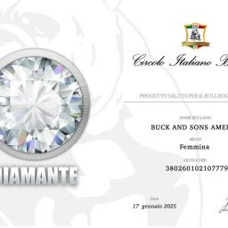 buckandsons america chicca diploma cib medaglia di diamante allevamento bulldog inglesi