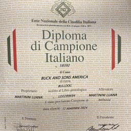 diploma campione italiano buckandsons america allevamento bulldog inglesi