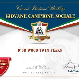 allevamento bulldog inglese buckandsons bulldog d oro twin peaks