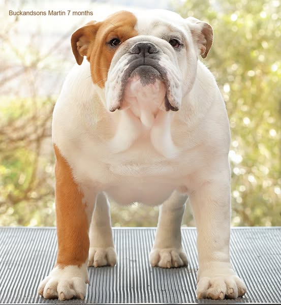 Allevamento Buck and Sons Bulldog martin sette mesi bulldog inglesi