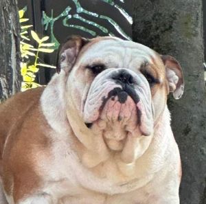 allevamento bulldog inglesi buck and sons bulldogs buckandsons fettuccina