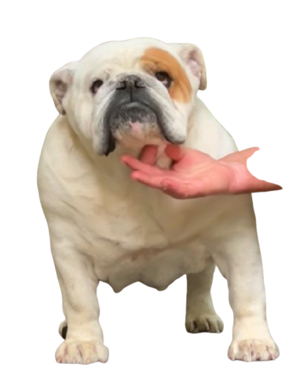 allevamento bulldog inglesi buckandsons panna cipolla