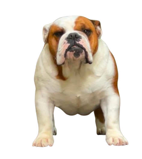 ALLEVAMENTO BUCKANDSONS BULLDOGS TAVULLIA ITALI BUCKANDSONS PACE