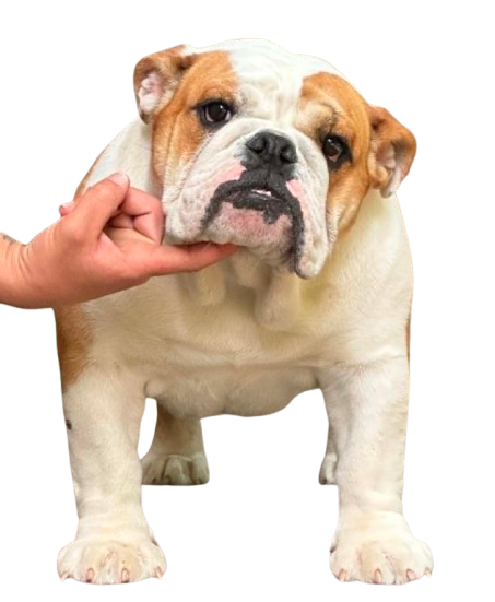 allevamento bulldog inglesi buckandsons taita