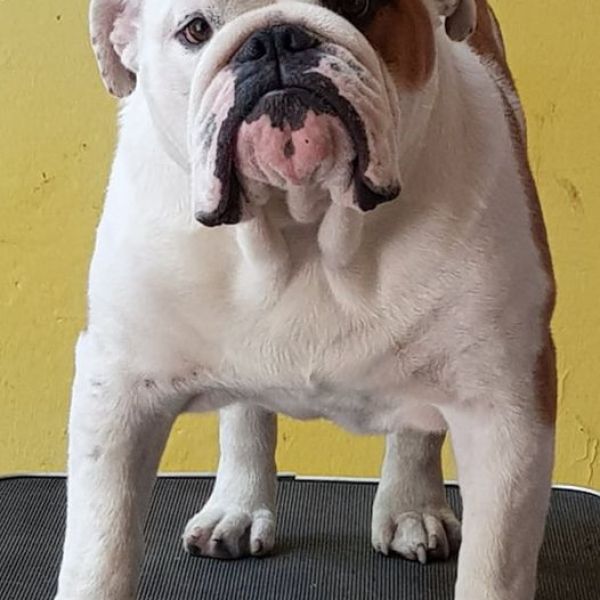 Allevamento bulldog inglesi buck and sons dante