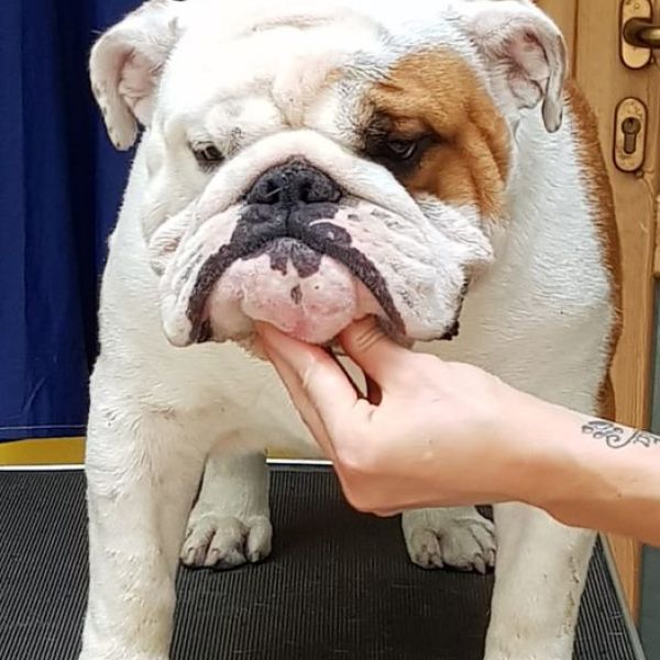 Allevamento bulldog inglesi buck and sons dante