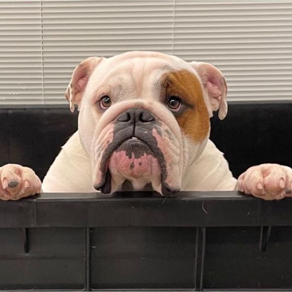 Allevamento bulldog inglesi buck and sons dante