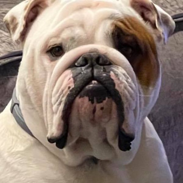 Allevamento bulldog inglesi buck and sons dante