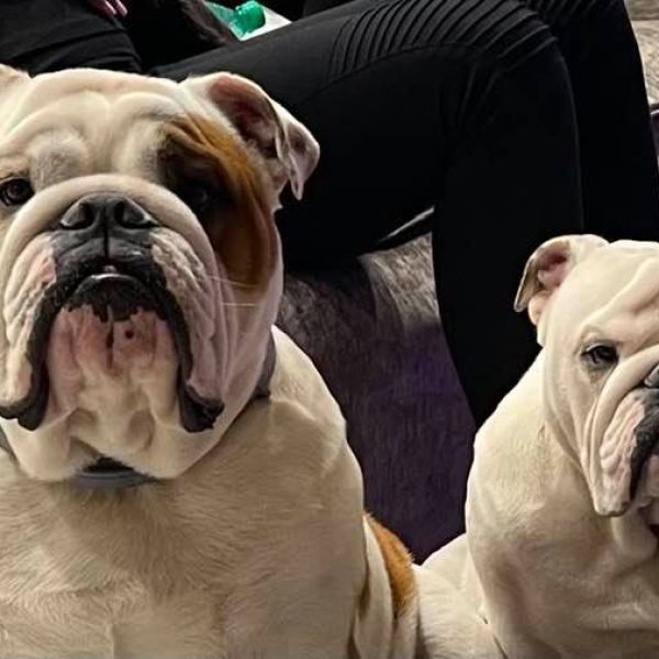 Allevamento bulldog inglesi buck and sons dante