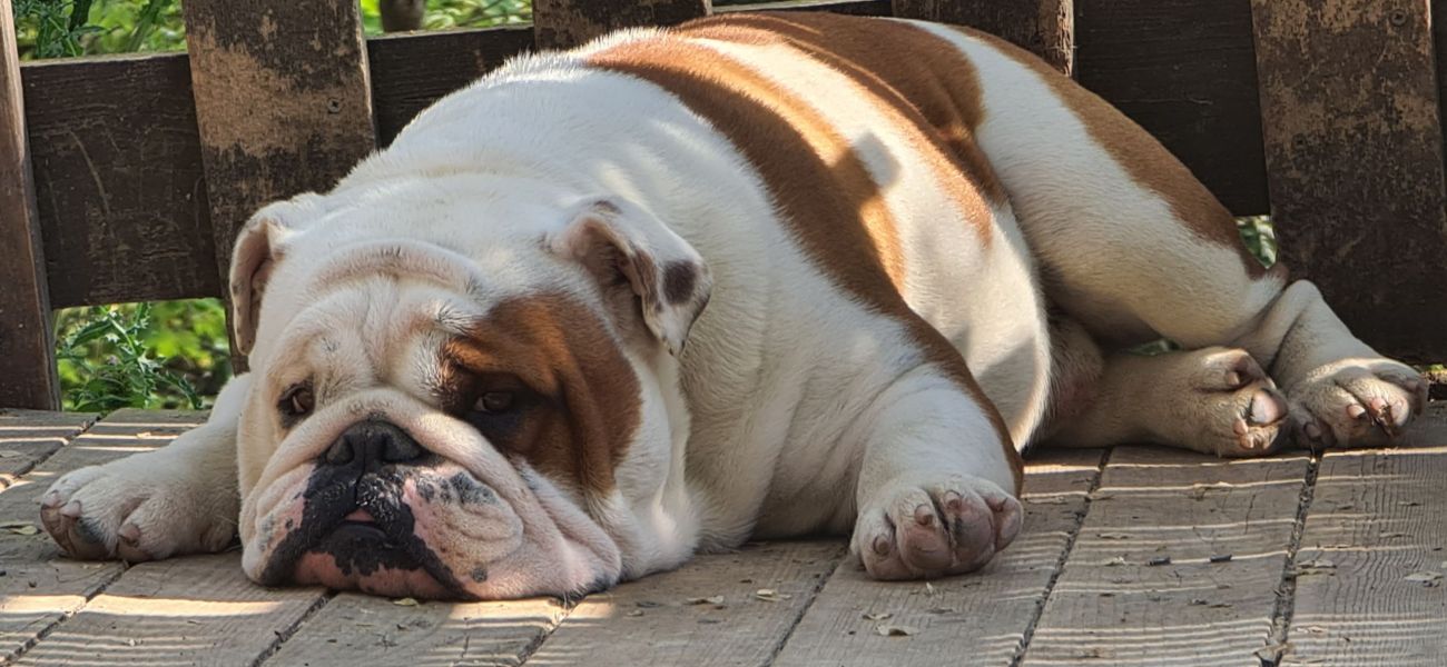 Allevamento bulldog inglesi buck and sons dante