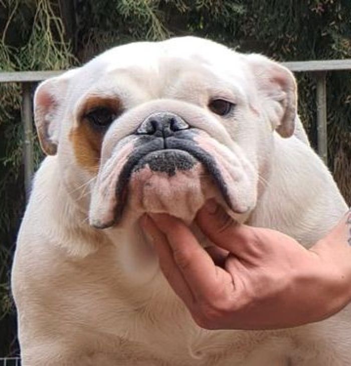 Allevamento bulldog inglesi Buck And Sons ERMENEGILDA