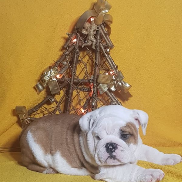 Allevamento bulldog inglesi buck and sons dante