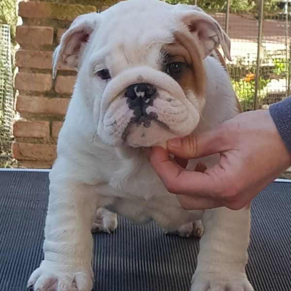 Allevamento bulldog inglesi buck and sons dante