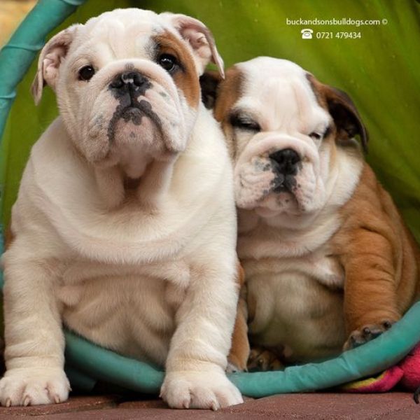 Allevamento bulldog inglesi buck and sons dante