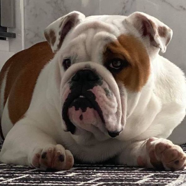 Allevamento bulldog inglesi buck and sons dante