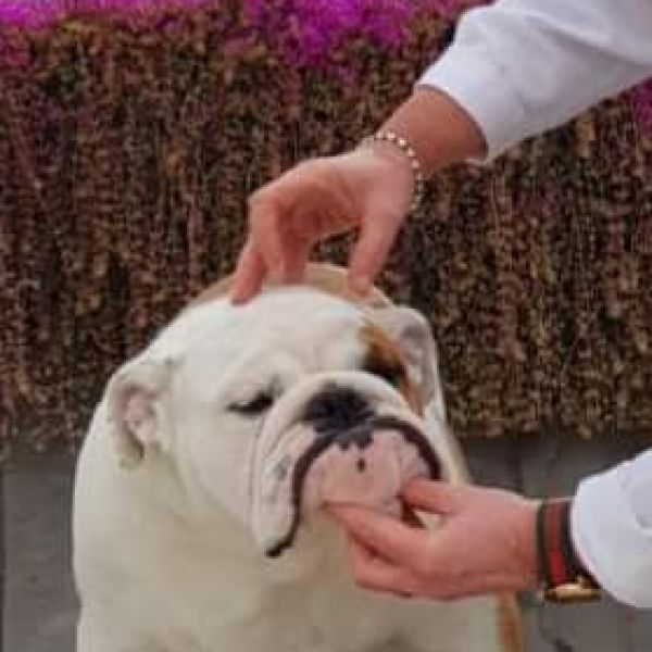 Allevamento bulldog inglesi buck and sons dante