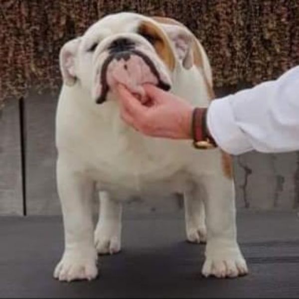 Allevamento bulldog inglesi buck and sons dante