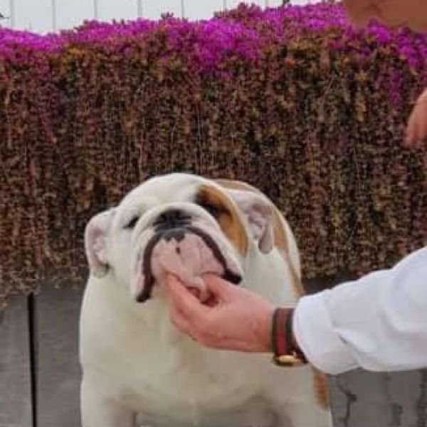 Allevamento bulldog inglesi buck and sons dante