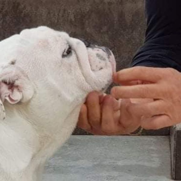 Allevamento bulldog inglesi buck and sons dante