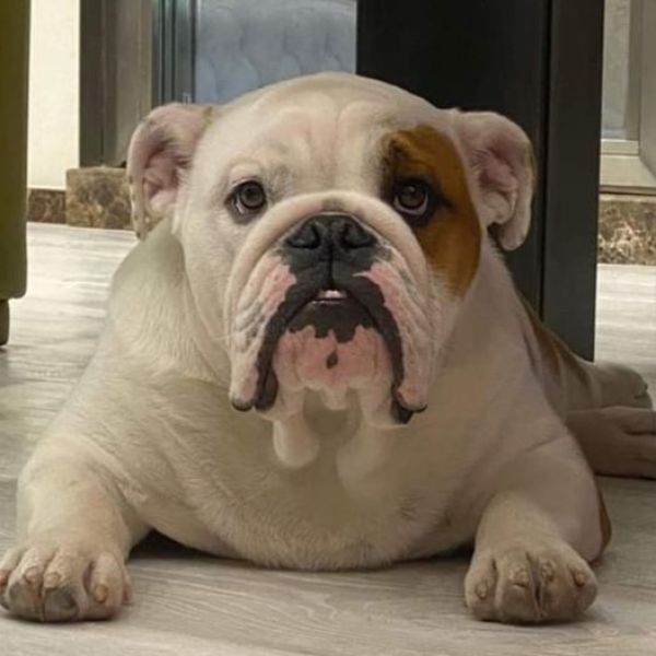 Allevamento bulldog inglesi buck and sons dante